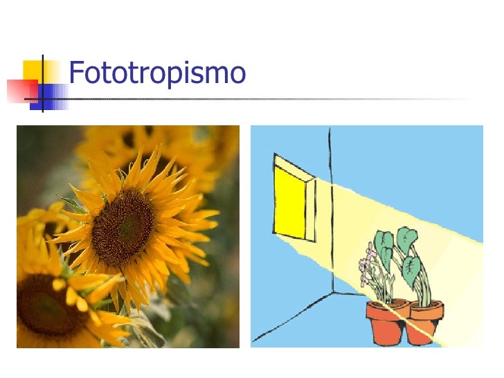 Que es fototropismo y ejemplos 56 Que es fototropismo y ejemplos 86